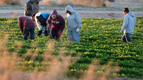 La mayoría de los trabajadores temporales son mexicanos.