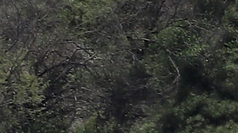 En Texas hay zonas con maleza y desérticas que, combinadas con altas temperaturas, son un riesgo para inmigrantes.