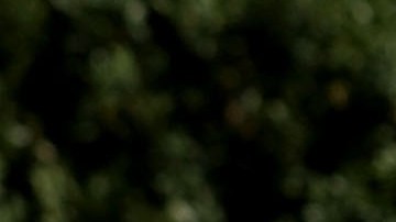 Imagen tomada durante la marcha de blancos nacionalistas, neo-Nazis y miembros de la "alt-right" durante la marcha "Unite the Right"que terminó en violento enfrentamiento en Charlottesville, Virginia.  (Chip Somodevilla/Getty Images)