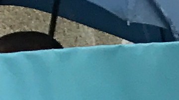 Los inmigrantes de Westchester celebran el paso de una ley que protege a los indocumentados