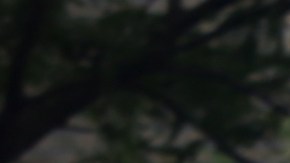 La Uniformada con más presencia en vecindarios "calientes" de El Bronx