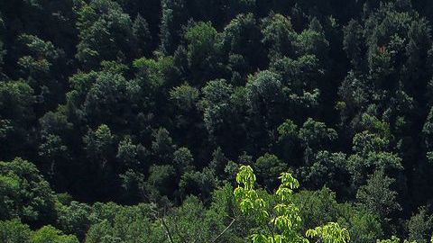 Oak_Zoar_Valley