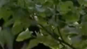 Estatua de Colón (Yonkers)