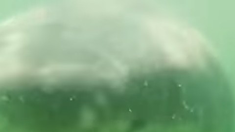 El video captó el momento exacto de la mordida.