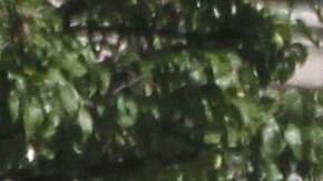 Hispanos en el area de Westchester, NY piden mas seguridad para los indocumentados.