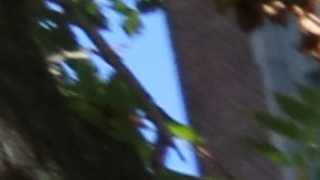 Estudiante Iliza y su padre, Marcos Tolentino. Vecinos y Padres reaccionan sobre la muerte del estudiante en la escuela del Bronx.