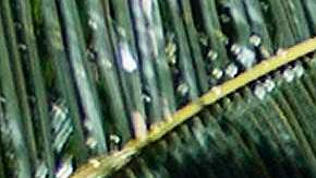 El resort Mar-a-Lago.