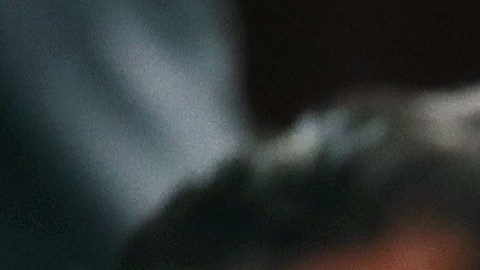 Jared Kushner no está registrado como mujer en la base de datos electoral neoyorquina.