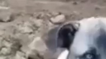 Jacinto es una muestra más de la fidelidad de una mascota.