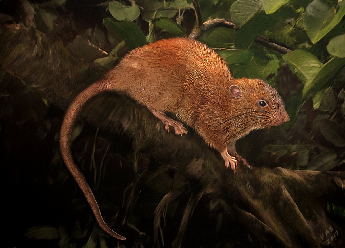 Descubren nueva especie de rata gigante - El Diario NY