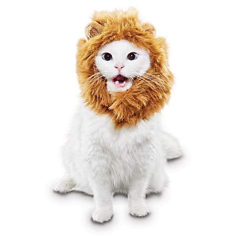 Gato disfrazado de león. Petco
