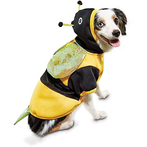 Perro disfrazado de abeja. Petco