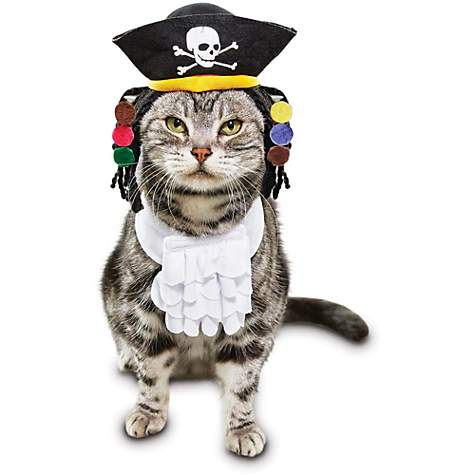 Gato disfrazado de Pirata. Petco