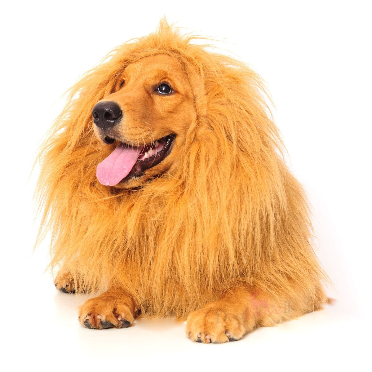 Perro disfrazado de león. Amazon