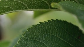 Una fruta tan común puede estar llena de pesticidas.