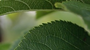 Una fruta tan común puede estar llena de pesticidas.