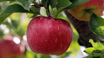 Una fruta tan común puede estar llena de pesticidas.