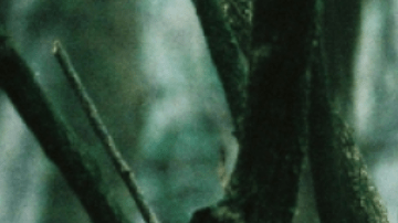 El cine mexicano también ha explorado el género.