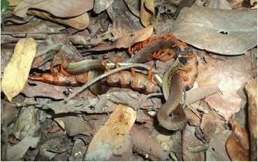 Por lo general, los ciempiés no atacan a este tipo de animales.