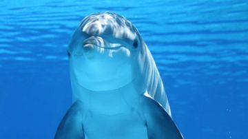 El cerebro de los delfines funciona de manera similar al de un ser humano.