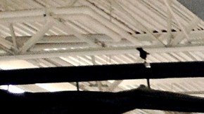 Esta feria se organizó en Freeport, NY.