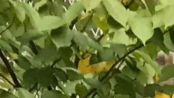 La madre salvadoreña Carmen Molina, con sus hijos Aleyda y Carlos Aquino