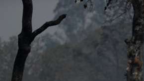 Fuegos en California