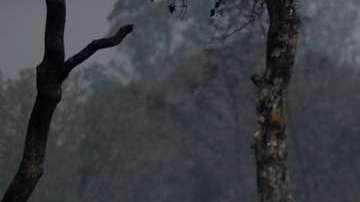 Fuegos en California