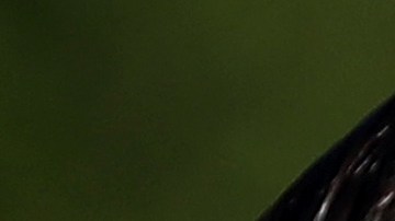 La pareja Trump-Kushner sigue causando polémica en la Casa Blanca.