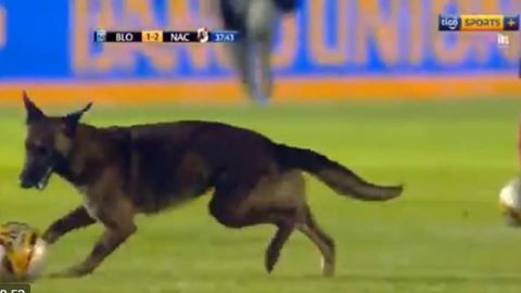 El perro "policía" se estuvo paseando con el balón por toda la cancha