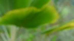 Escena crucial en la telenovela "Sin senos sí hay paraíso" de Telemundo