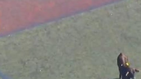 Al final el toro se paró en un campo de fútbol.