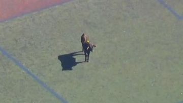 Al final el toro se paró en un campo de fútbol.