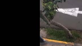 Vecinos grabaron la escena.