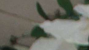 Devotos de la Santa Muerte visitan su altar en CDMX.