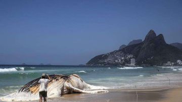 Apareció  frente a la turística playa de Ipanema de Río de Janeiro. EFE