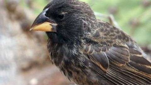 La nueva especie surgió de la reproducción de dos progenitores de distintas especies: G. fortis y G. conirostris.