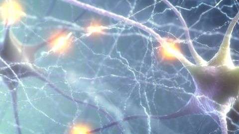 Las neuronas son células que transmiten y reciben información en forma de electricidad.