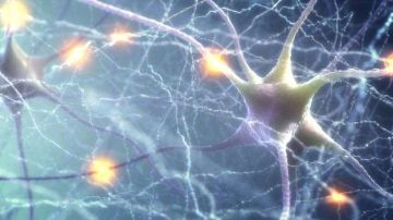 Las neuronas son células que transmiten y reciben información en forma de electricidad.