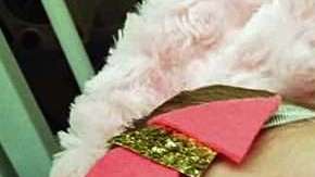 Paisley Morrison-Johnson, nación con el síndrome de Beckwith Wiedemann.