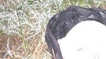 Un conductor descubrió al recién nacido.