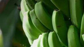 La refrigeración permitió que se exporten bananas a todo el mundo. Getty