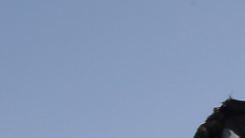 La bandera de ISIS es un símbolo adorado por los terroristas.