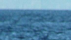 Ballena azul en los archipiélagos de la zona austral chilena.