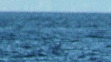 Ballena azul en los archipiélagos de la zona austral chilena.