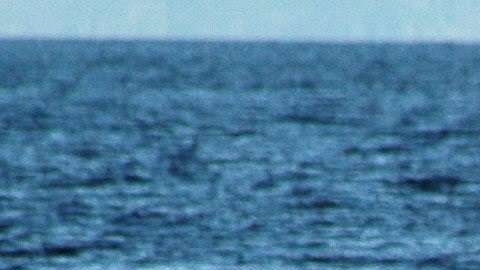 Ballena azul en los archipiélagos de la zona austral chilena.