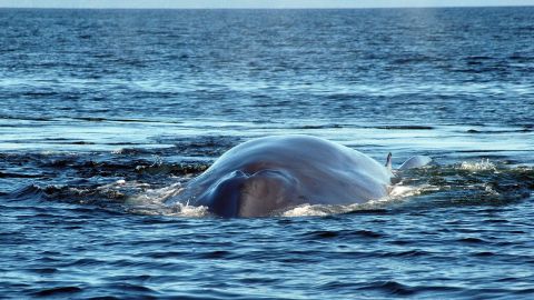 Ballena azul en los archipiélagos de la zona austral chilena.