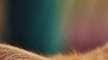 Un gato callejero sería investigado por un delito.