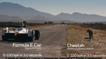 Cheetah vs Formula E