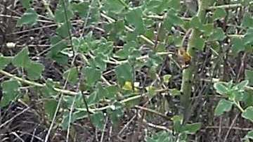 El agente fue asesinado en Van Horn (Texas)